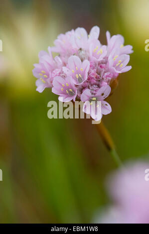 L'économie (Armeria pungens), blooming, Portugal Banque D'Images