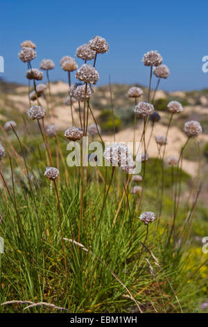 L'économie (Armeria pungens), blooming, Portugal Banque D'Images