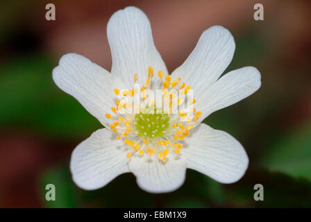 Anémone des bois (Anemone nemorosa), fleurs simples, Allemagne Banque D'Images