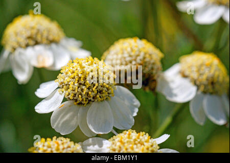 Sneezewort yarrow, faux sneezewort (Achillea achillée ptarmique), la floraison, l'Allemagne, Rhénanie du Nord-Westphalie Banque D'Images