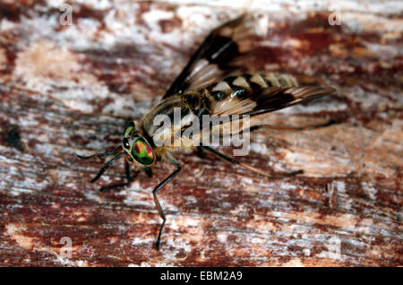 Deerfly, cerfs-fly, breezefly-breeze, fly, Horsefly, horse-fly (Chrysops relictus), seule personne Banque D'Images