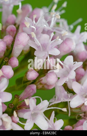 La valériane commune, tout guérir, jardin heliotrope, jardin valériane (Valeriana officinalis), fleurs, Allemagne Banque D'Images