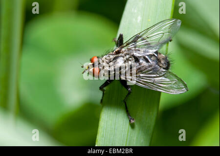 Mouche à viande (Sarcophaga spec.), assis sur un brin d'herbe Banque D'Images