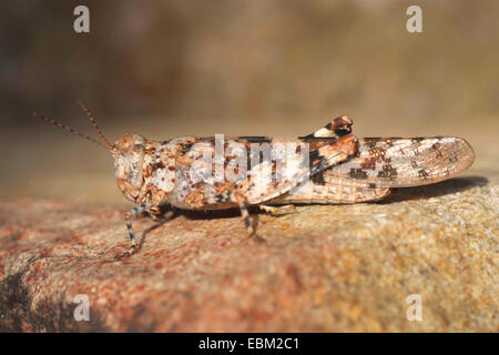 Sauterelle (Sphingonotus cf corsicus), portrait d'une femme, France, Corse Banque D'Images