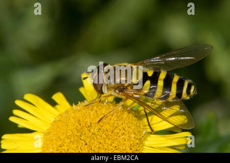 Hover Fly, groseille bagués commun Hoverfly (Syrphus ribesii), assis sur une fleur jaune, Allemagne Banque D'Images