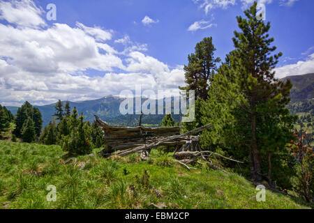 En pin cembro, arolla pin (Pinus cembra), paysage de montagne, l'Autriche, Roma, le Parc National de Nockberge, Schneegrubensattel Banque D'Images