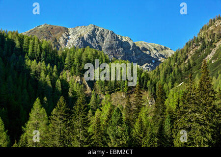 Le mélèze et l'épicéa forêt dans des paysages de montagne, vue à Predigerstuhl group, l'Autriche, Roma, le Parc National de Nockberge Banque D'Images