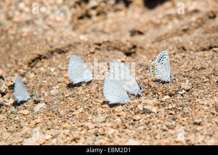 Holly Bleu, Holly-Blue (Celastrina argiolus Celestrina argiolus echo, echo, echo, Cyaniris argiolus Lycaena argiolus echo), Groupe avec Hemiargus isola alce sucer en sels minéraux , USA, Arizona, Verde River Banque D'Images