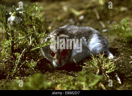 Bar rayé à pattes velues, hamster hamster Dzungarian (Phodopus sungorus), portrait Banque D'Images