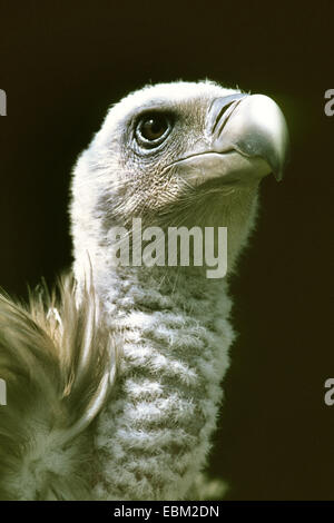 Vautour fauve (Gyps fulvus), portrait Banque D'Images