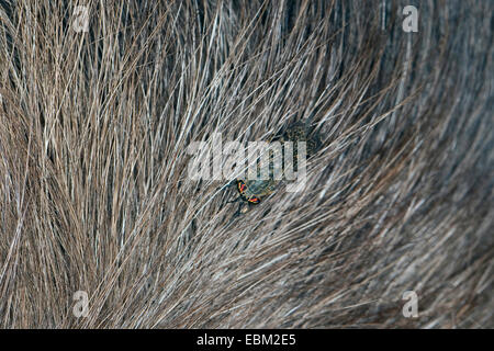Cleg-fly, cleg (Haematopota pluvialis), dans la fourrure d'un cheval, Allemagne Banque D'Images