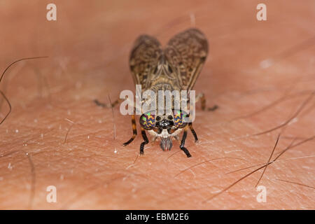 Cleg-fly, cleg (Haematopota pluvialis), sur la peau humaine, Allemagne Banque D'Images