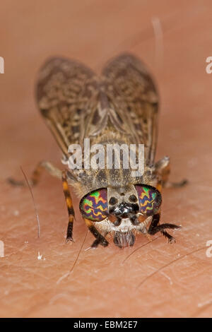 Cleg-fly, cleg (Haematopota pluvialis), sur la peau humaine, Allemagne Banque D'Images