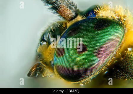 Deerfly, cerfs-fly, breezefly-breeze, fly, Horsefly, horse-fly (Chrysops relictus), œil composé, en Allemagne, en Mecklembourg-Poméranie-Occidentale Banque D'Images