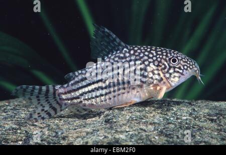 Sterba (Corydoras sterbai cory's), sur de la pierre Banque D'Images