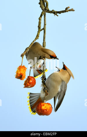 Jaseur boréal (Bombycilla garrulus), deux au sujet de la nourriture des oiseaux adultes jalousement sur une branche, l'Allemagne, Bade-Wurtemberg Banque D'Images