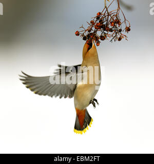 Jaseur boréal (Bombycilla garrulus), manger en rowanberries vol sur une branche, l'Allemagne, Bade-Wurtemberg Banque D'Images