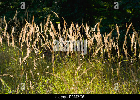 Petit bois-reed, actaeon (Calamagrostis epigejos), dans la lumière du soleil, de l'Allemagne Banque D'Images