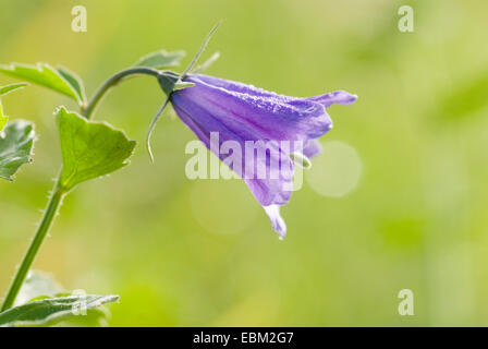 (Campanule à larges feuilles Campanula rhomboidalis), fleur, Suisse Banque D'Images