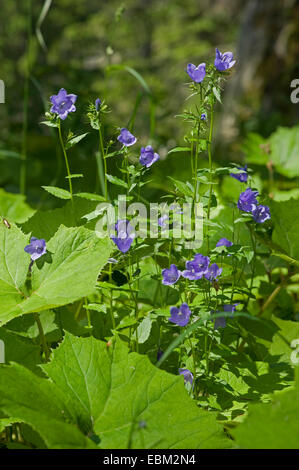 (Campanule à larges feuilles Campanula rhomboidalis), la floraison, la Suisse, l'Oberland bernois Banque D'Images