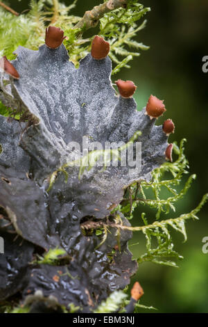 Chien ( membranaceae lichen Peltigera) dans la forêt écossaise. Banque D'Images