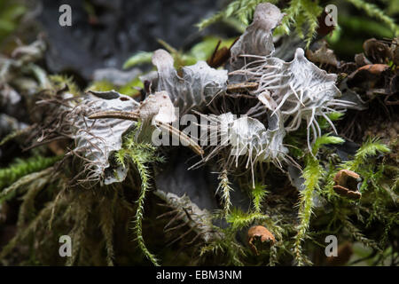 Chien ( membranaceae lichen Peltigera) dans la forêt écossaise. Banque D'Images