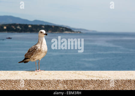 Seagull se trouve sur le mur de pierre Banque D'Images