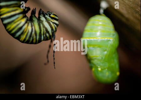 Close-up Monarch Butterfly larve en forme de J, les tentacules ballants vers le bas et une chrysalide ou nymphe attaché avec bouton de soie. Banque D'Images