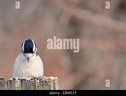 Une femelle pic perché sur un post à la recherche à l'alimentation des oiseaux. Banque D'Images