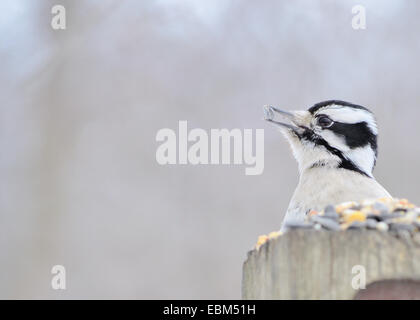 Une femelle pic perché sur un poste de manger les aliments pour oiseaux. Banque D'Images