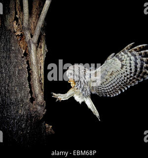Tawny Owl (Strix Aluco enr.) phase gris voler dans le nid avec Hazel Dormeuse proie ; Photo nocturne faite avec trois clignote et un Banque D'Images