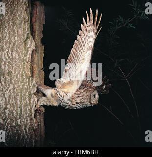 Tawny Owl (Strix Aluco enr.) en phase gris qui vient de la cavité du nid dans le creux d'un vieux tronc d'arbre. Photo faite wit Banque D'Images