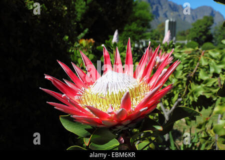 Un lit King Protea Protea (fleurs), photo:Hugenot Monument, Franschhoek, Afrique du Sud. Banque D'Images