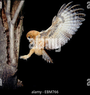Tawny Owl (Strix Aluco enr.) phase rouge voler dans le nid avec la souris ; Bois proie nocturne Photo faite avec trois clignotements Banque D'Images