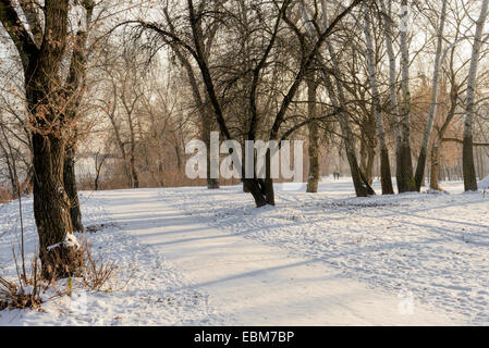 La neige recouvre le sol dans le parc en hiver. La soirée soleil projette de longues ombres. Banque D'Images