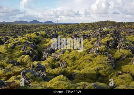 Les champs de lave couverts de mousse au Blue Lagoon, au sud-ouest de l'Islande Banque D'Images