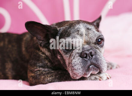 Un sommeil à la vieux bouledogue français. Banque D'Images