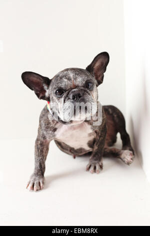 Un mignon, vieux bouledogue français assis dans une atmosphère détendue. Banque D'Images