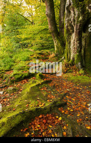 Golitha Falls, dans l'automne à East Cornwall Banque D'Images