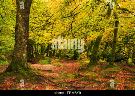 Golitha Falls, dans l'automne à East Cornwall Banque D'Images