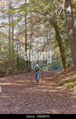 Bryson City, North Carlina, USA - 30 octobre 2014 : Un homme âgé seulement de randonnées à travers une belle forêt d'automne le long cri profond Banque D'Images