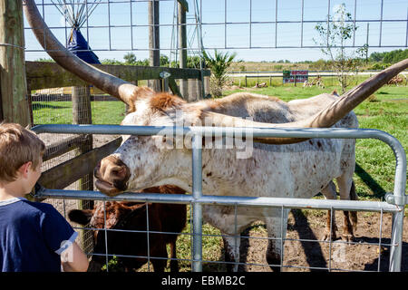 Clermont Florida, vitrine de Citrus, garçons lad lads mâle enfant enfants enfants, zoo pour enfants, veau, Texas longhorn, bétail, garçon garçons lad lads mâle enfant k Banque D'Images