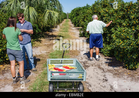 Clermont Florida,vitrine de Citrus,orange grove,tangerine,citron,citron,lime,pomelo,vous choisissez votre propre U-pick,adultes homme hommes, femme femmes lad Banque D'Images