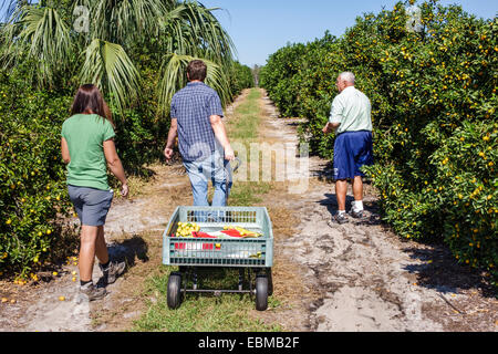 Clermont Florida,vitrine de Citrus,orange grove,tangerine,citron,citron,lime,pomelo,vous choisissez votre propre U-pick,adultes homme hommes, femme femmes lad Banque D'Images