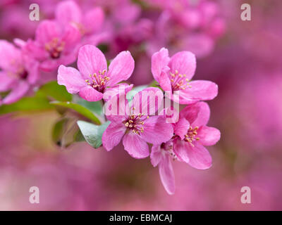 Pommier à fleurs - Malus 'Prairifire» Banque D'Images