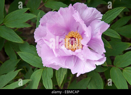 Seul arbre de la pivoine - PAEONIA OSTII 'Phoenix' Banque D'Images