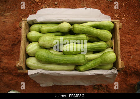 Une boîte remplie de courges d'été. Banque D'Images