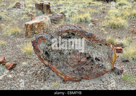 Les troncs d'arbres pétrifiés, section d'un tronc, bûches géantes, Parc National de la Forêt Pétrifiée, Painted Desert, Holbrook, Arizona Banque D'Images