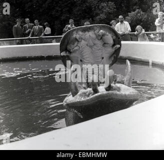 Années 1950, historique, la grande bouche ouverte d'un hippopotame montrant ses grandes dents, Manchester, Angleterre, Royaume-Uni. Les hippotames ont beaucoup de dents, 36, avec quatre d'entre eux, les longues canines du bas vues ici, utilisées pour le combat. La morsure d'un hippopotame est presque trois fois plus forte qu'un lion ! Banque D'Images