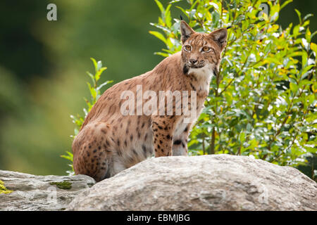 Le Lynx eurasien (Lynx lynx) assis sur un rocher, captive, Parc National de la forêt bavaroise, Bavière, Allemagne Banque D'Images